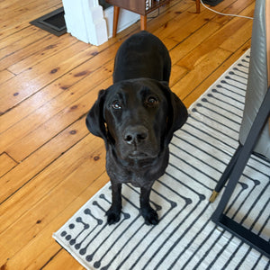 Zoey - Adoption Pending