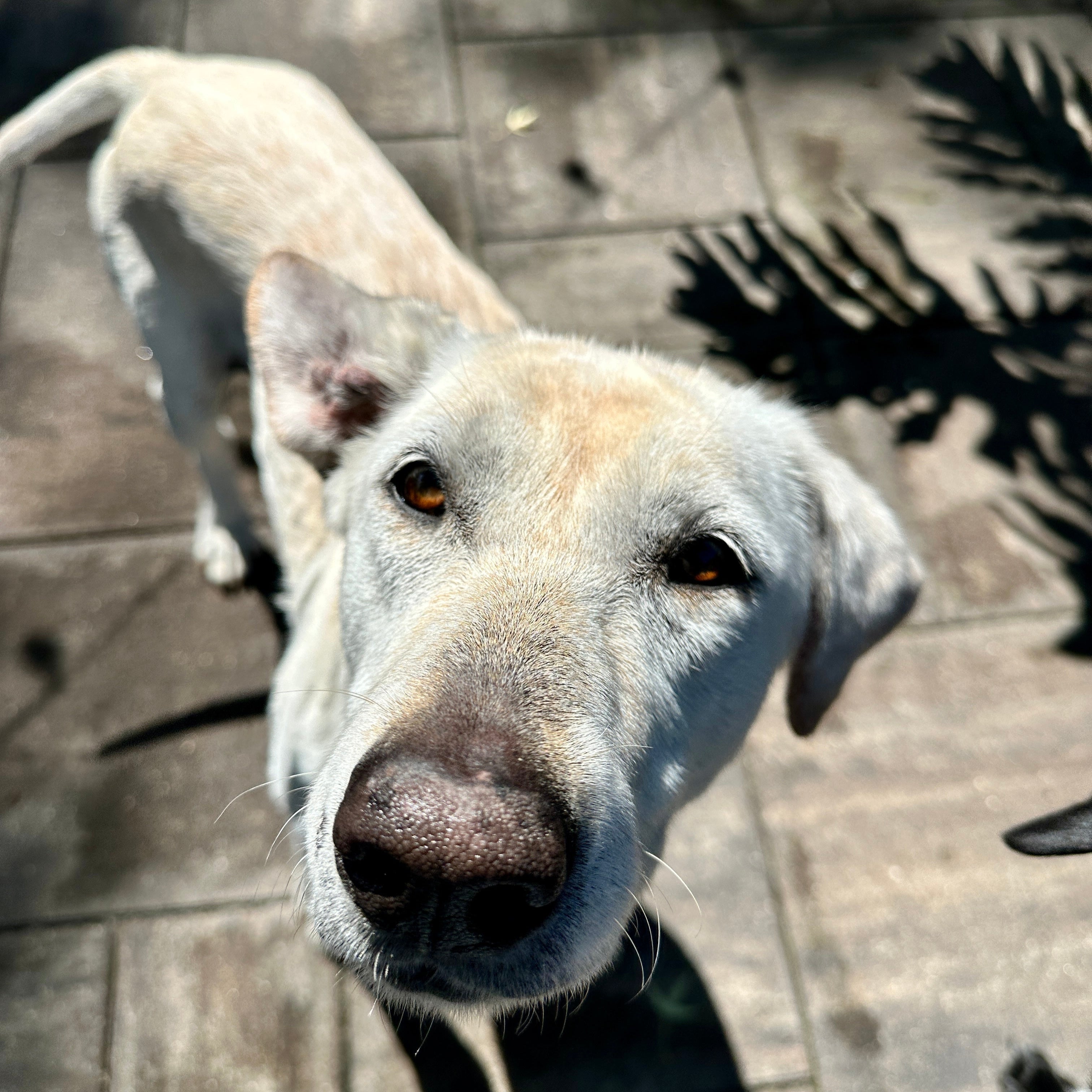 Zoey Adoption Pending