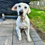 Zoey Adoption Pending