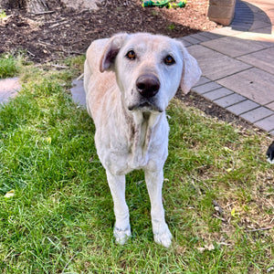 Zoey Adoption Pending
