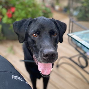 Finn