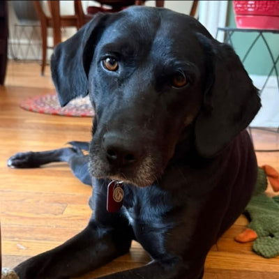 Andy Adoption Pending