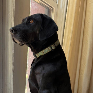 Andy Adoption Pending