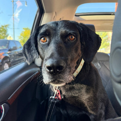 Andy Adoption Pending
