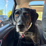 Andy Adoption Pending