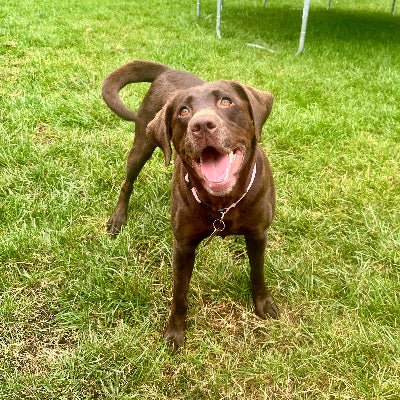 Mia Adoption Pending