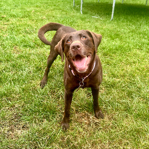 Mia Adoption Pending