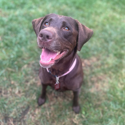 Mia Adoption Pending