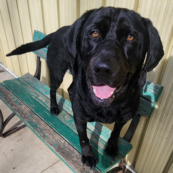 Tucker
