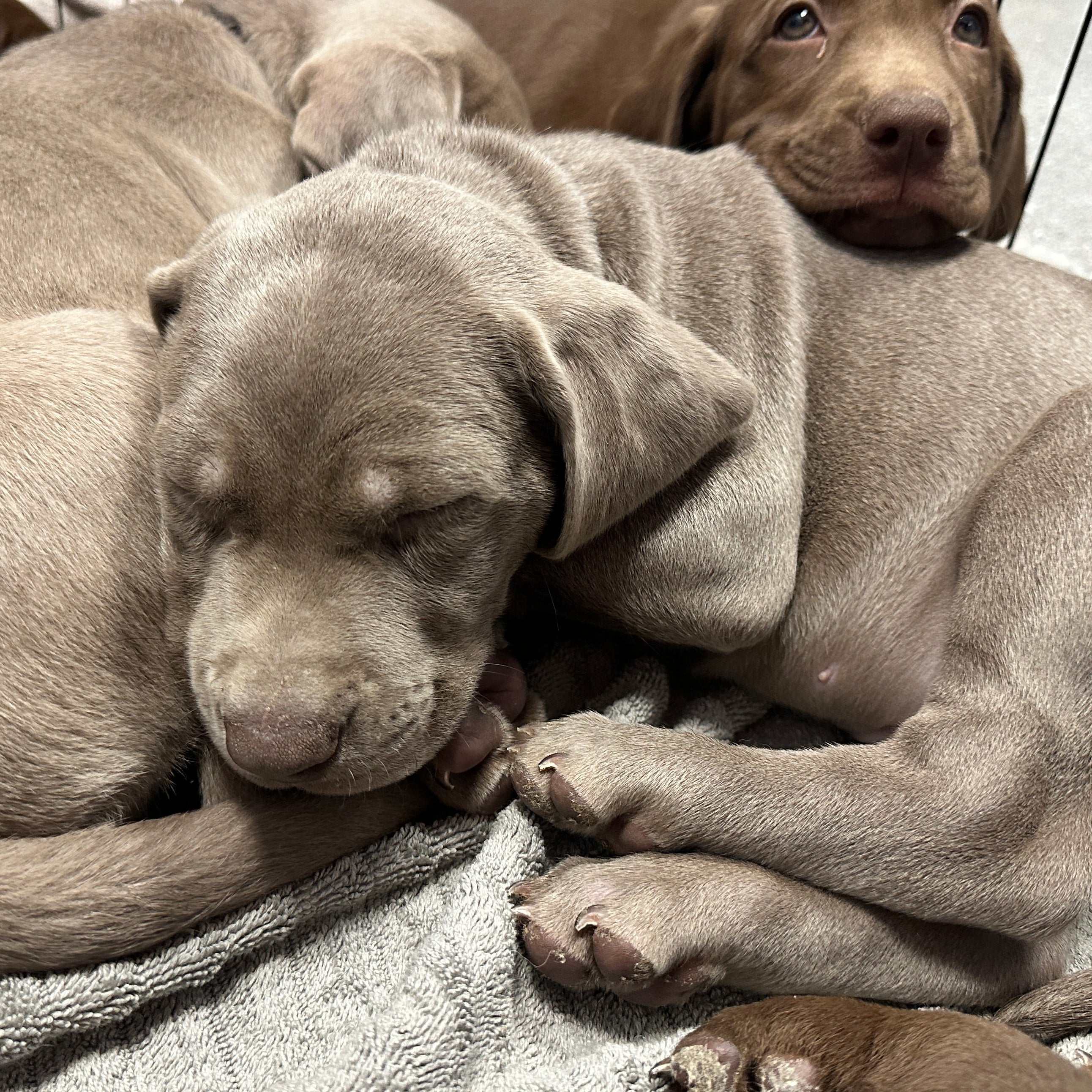 Pastry Puppies: Strudel