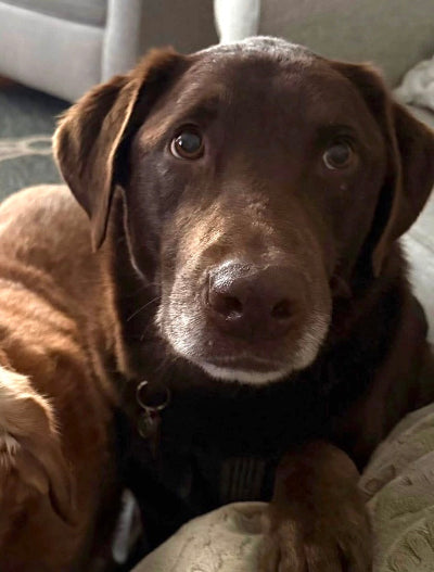 Perry Adoption Pending