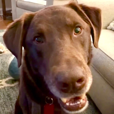 Perry Adoption Pending