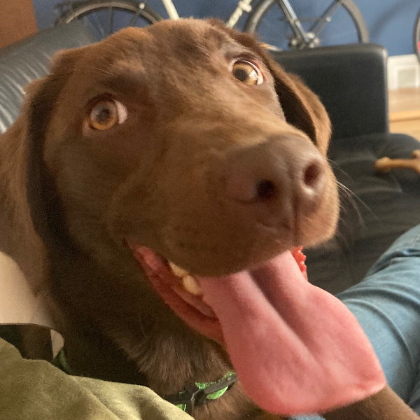 Hazel