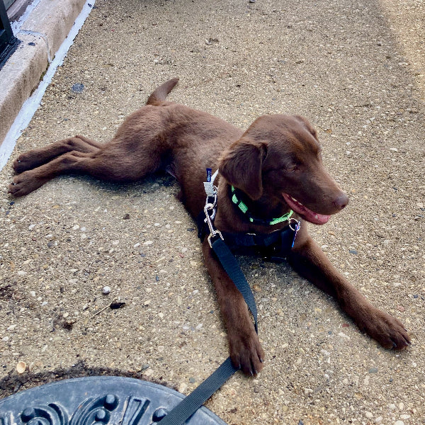 Hazel