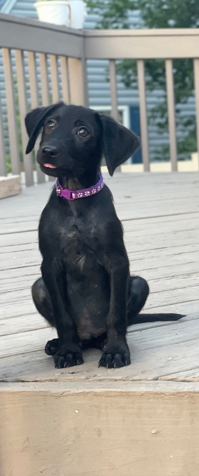 Peanut Adoption Pending
