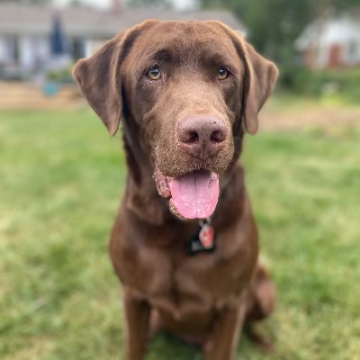 Moose