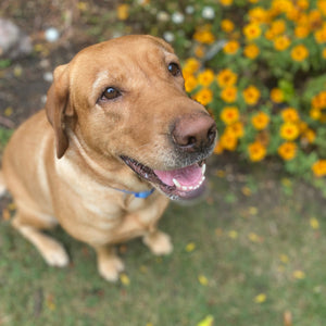 Millie Adoption Pending