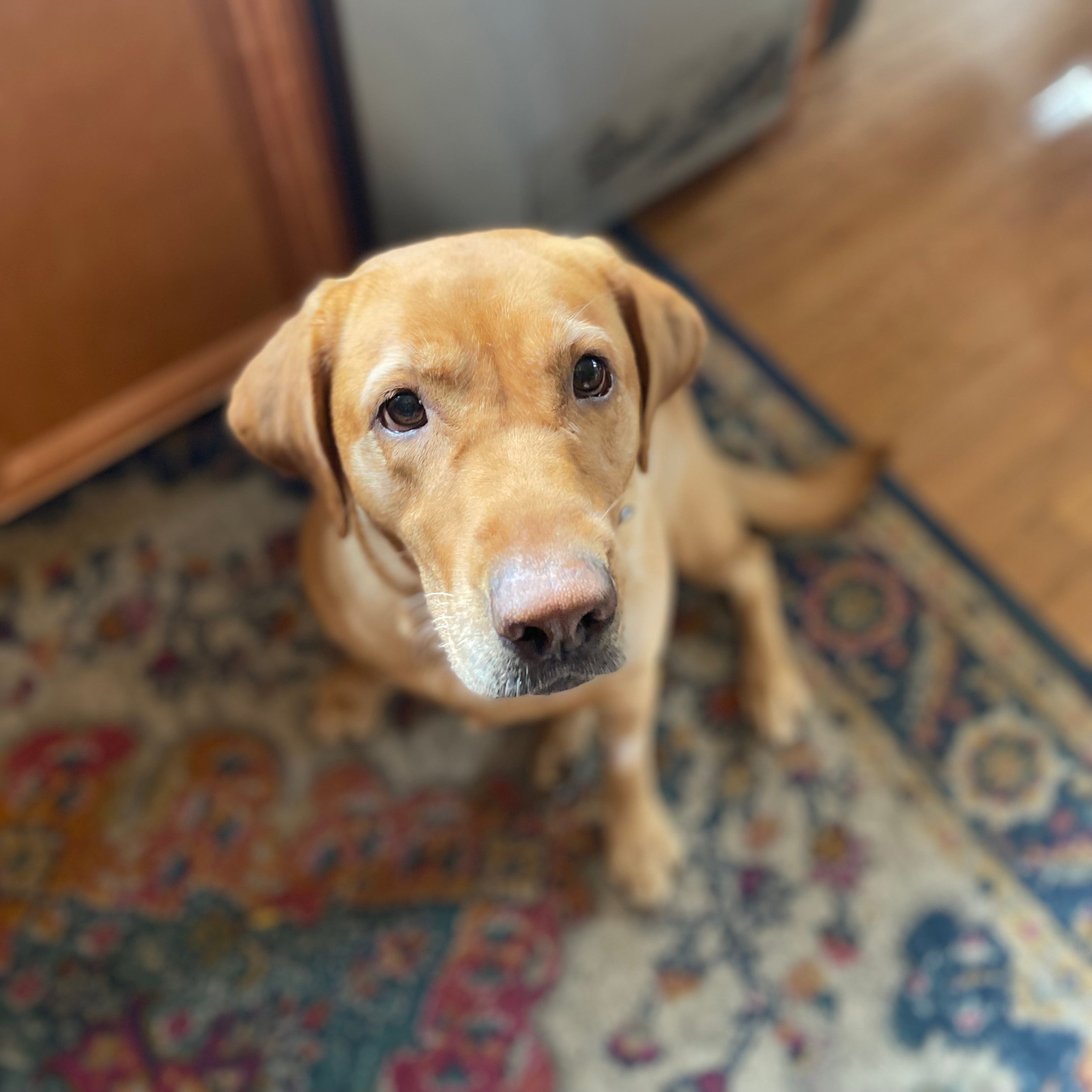 Millie Adoption Pending