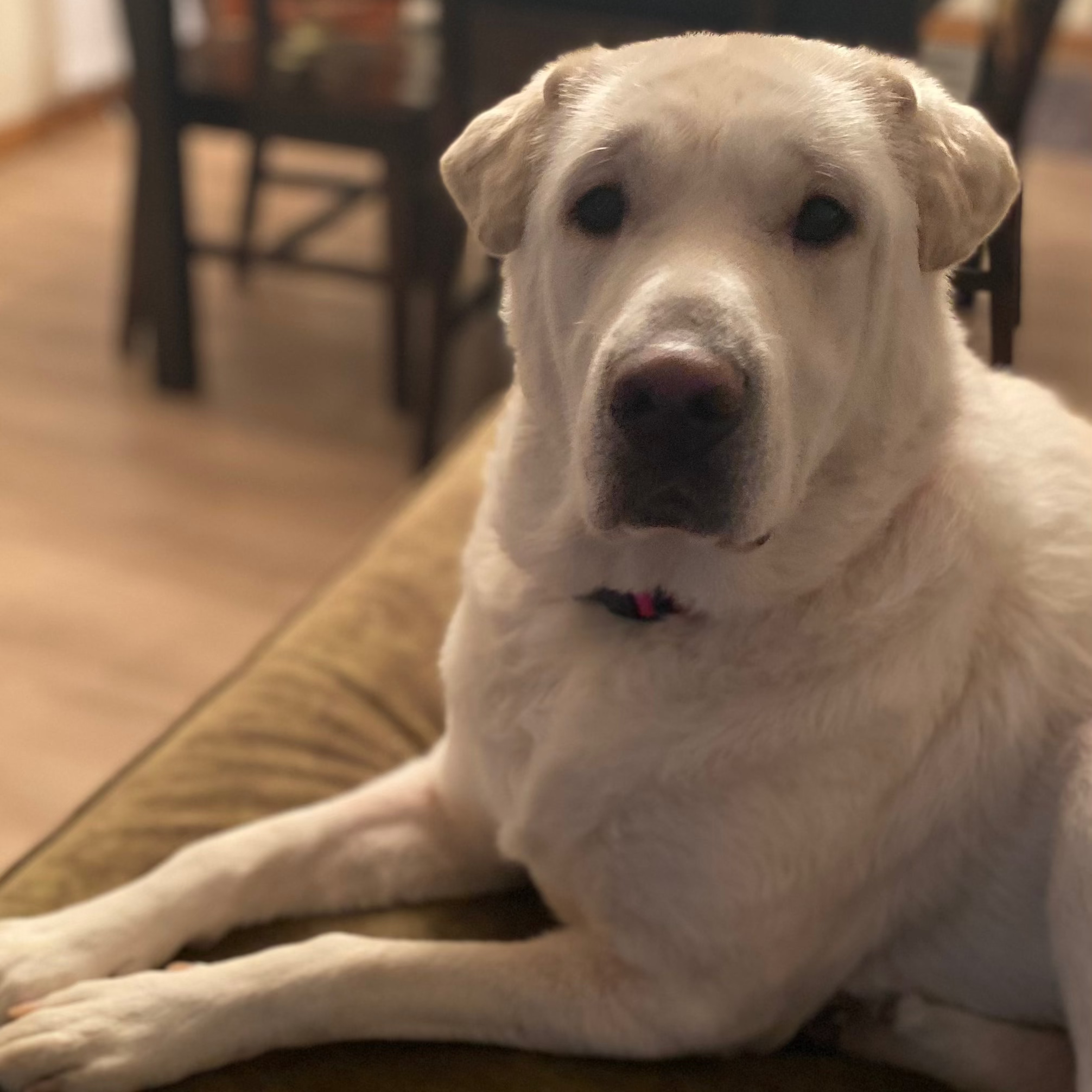 Daizy adoption pending