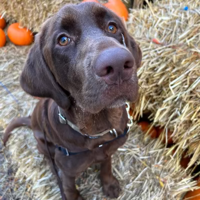 Henry