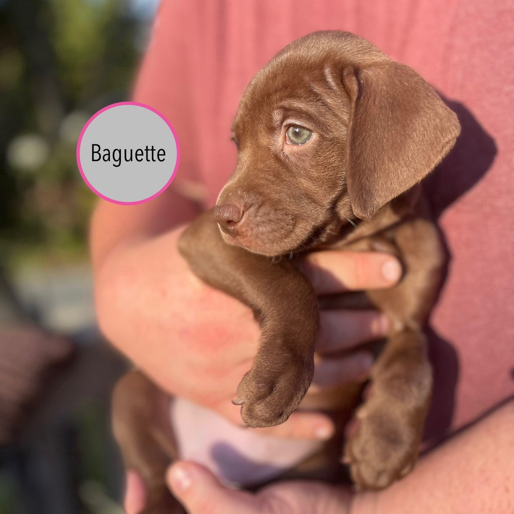Pastry Puppies: Baguette