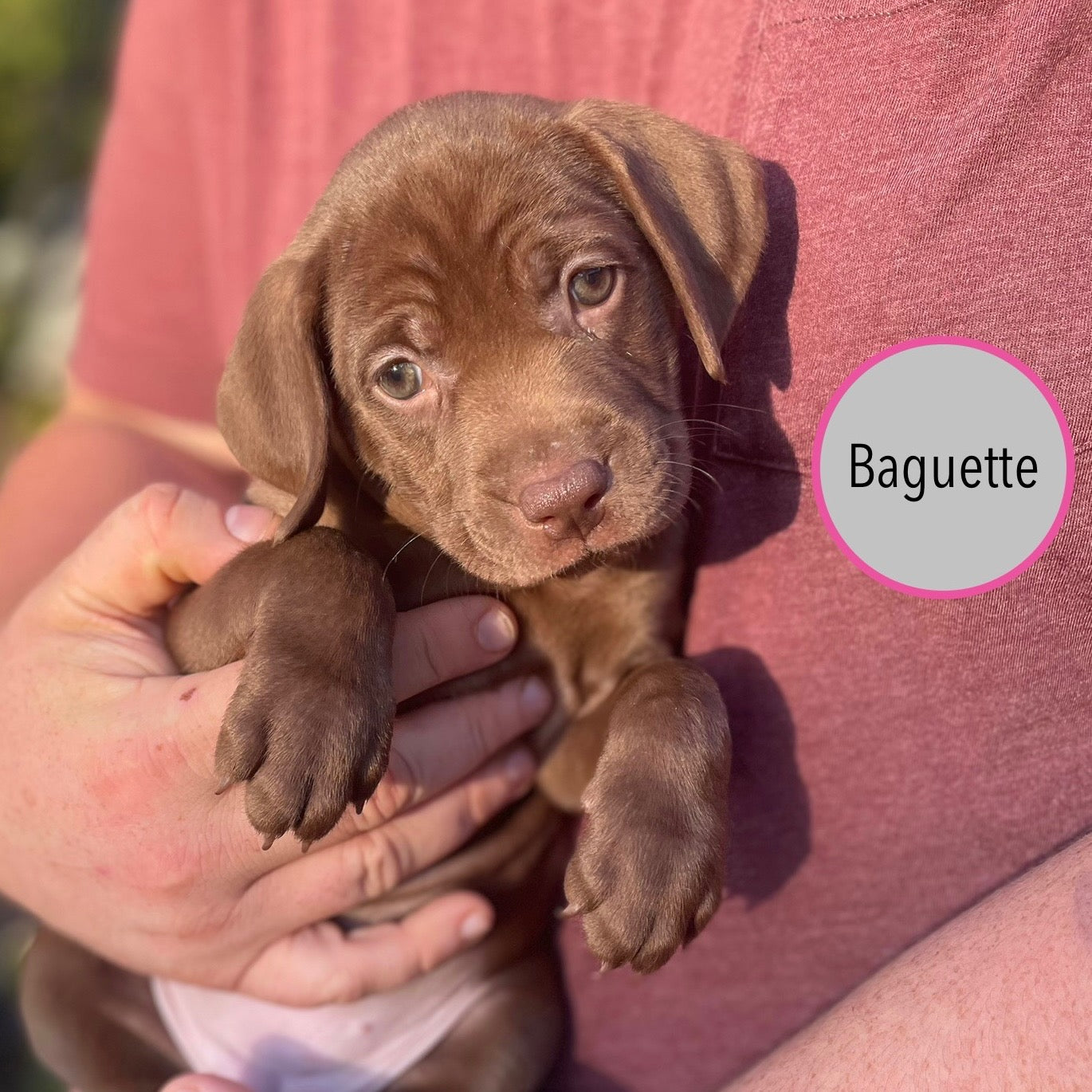 Pastry Puppies: Baguette