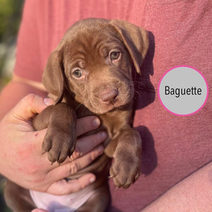 Pastry Puppies: Baguette