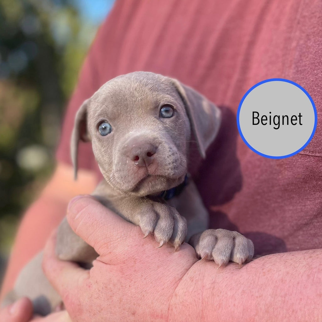 Pastry Puppies: Beignet