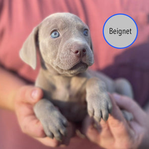 Pastry Puppies: Beignet