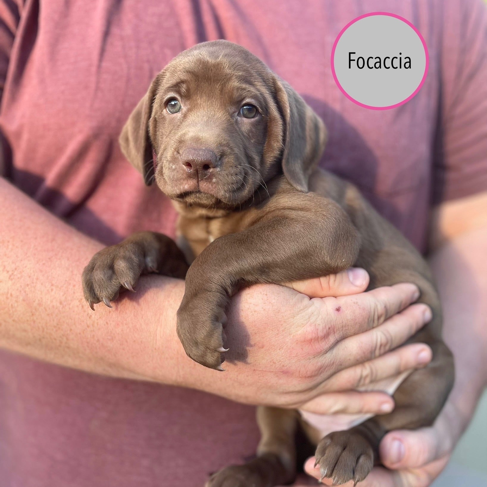 Pastry Puppies: Focaccia
