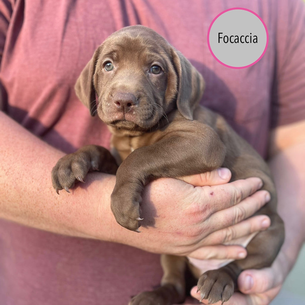 Pastry Puppies: Focaccia