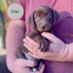 Pastry Puppies: Eclair