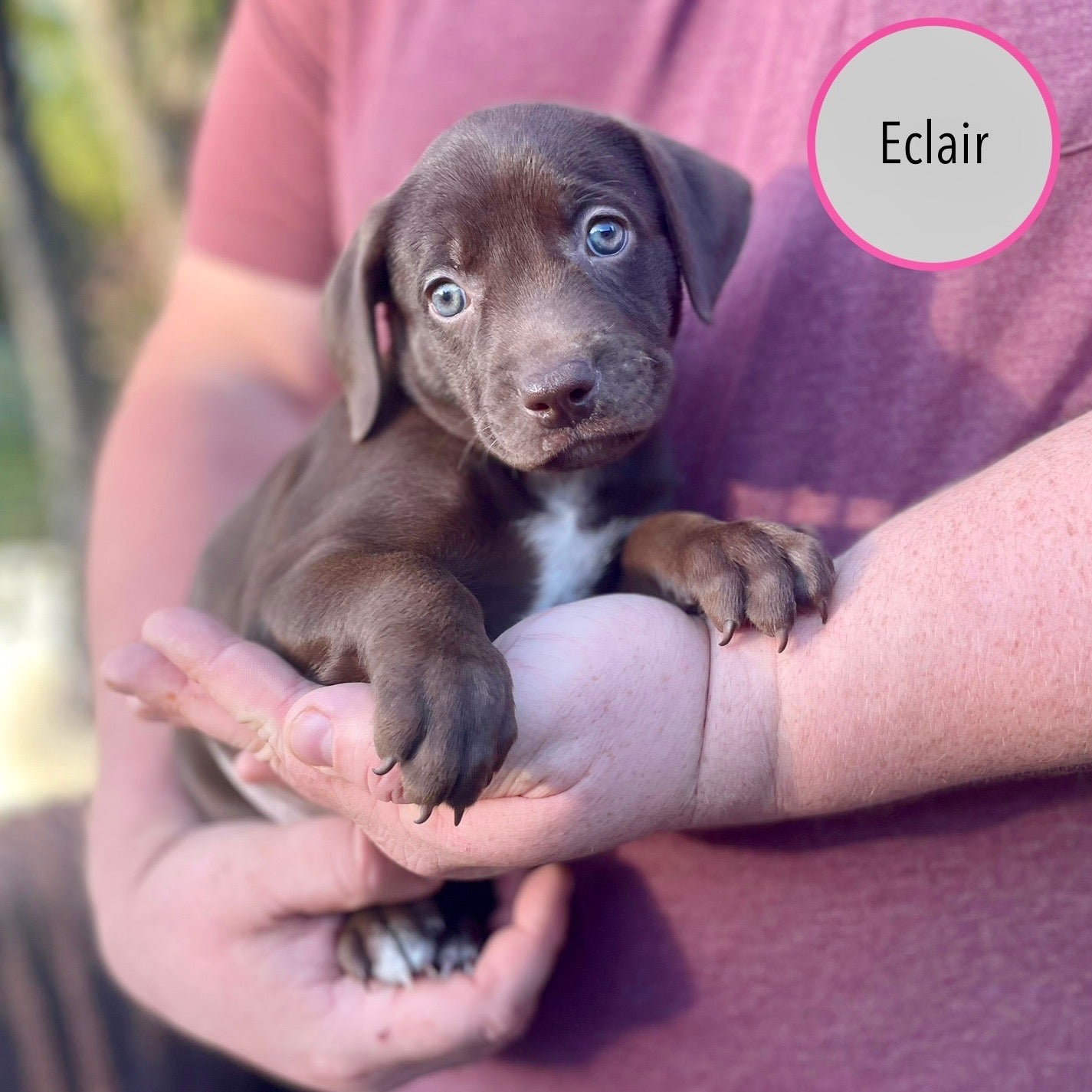 Pastry Puppies: Eclair