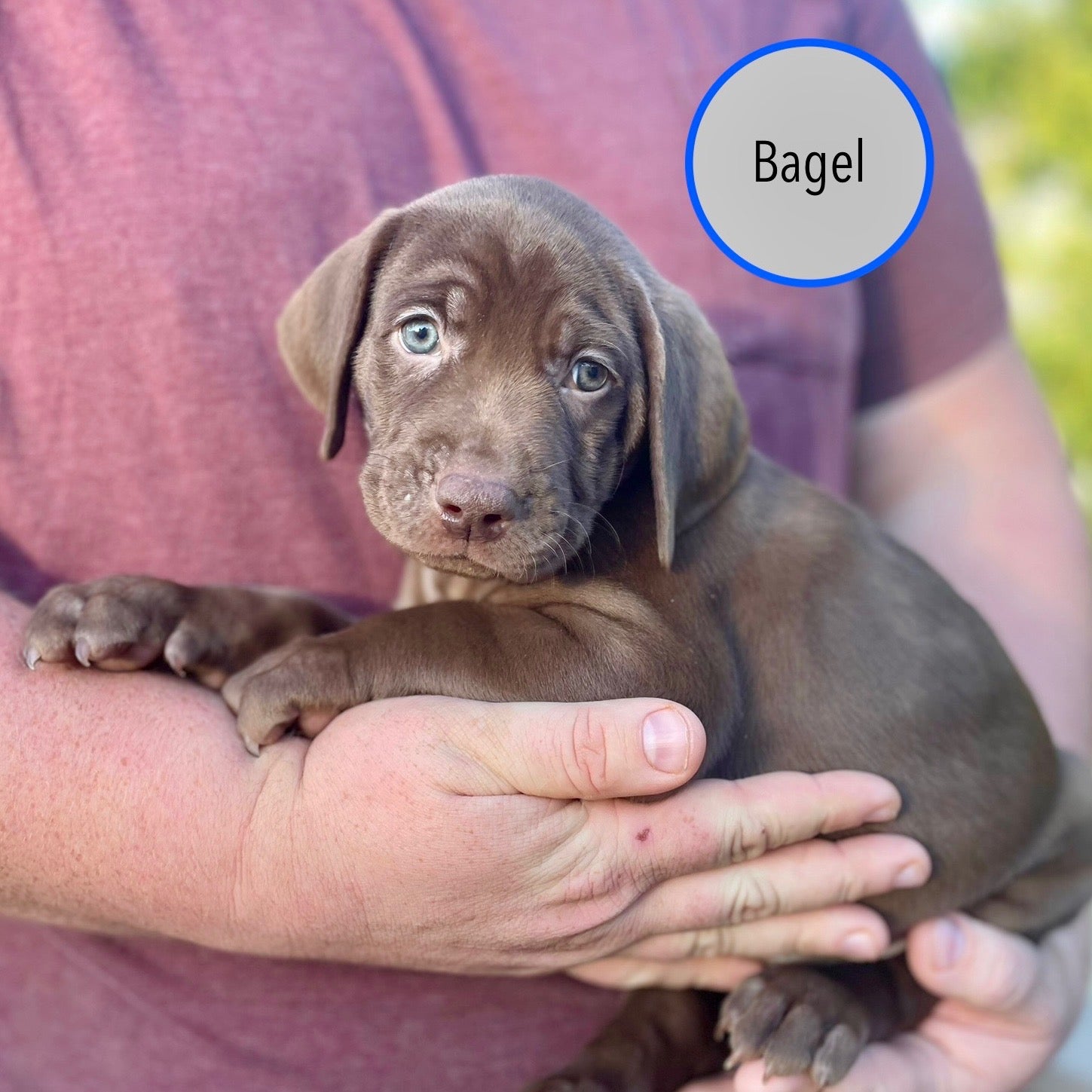 Pastry Puppies: Bagel