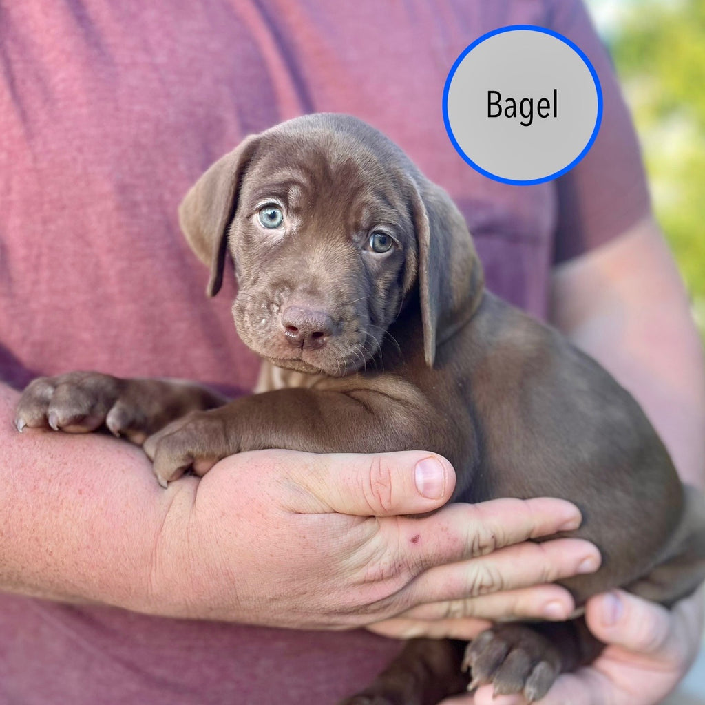 Pastry Puppies: Bagel