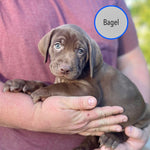Pastry Puppies: Bagel