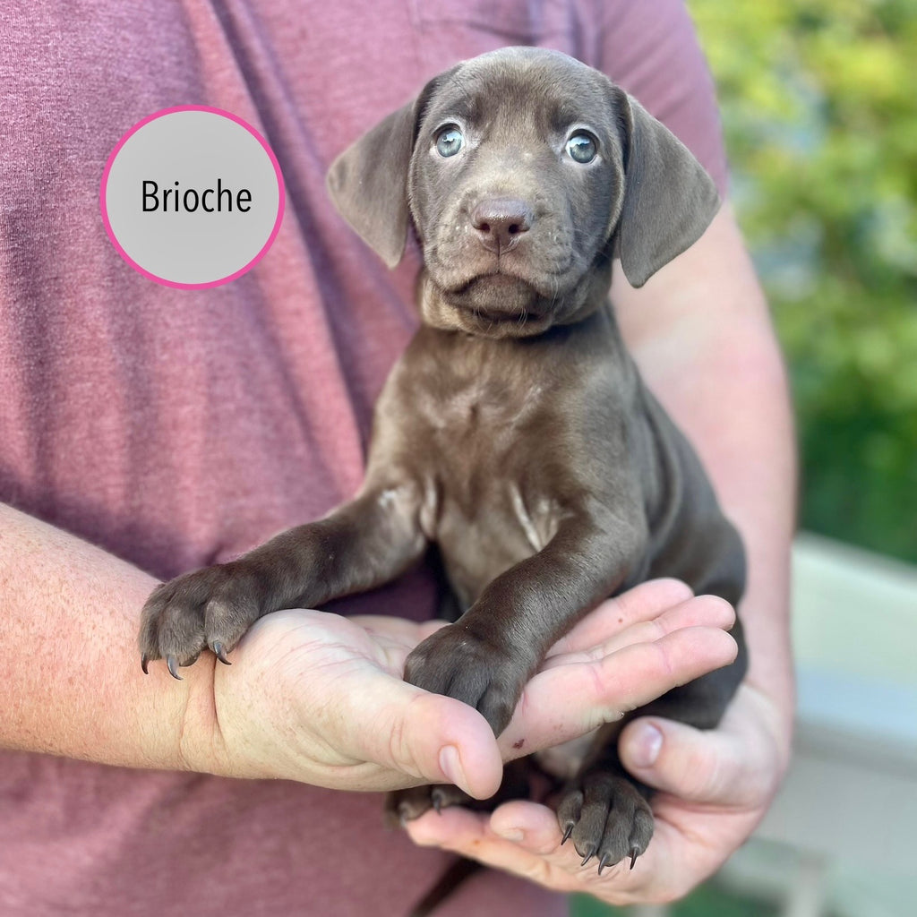 Pastry Puppies: Brioche