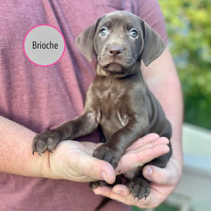 Pastry Puppies: Brioche