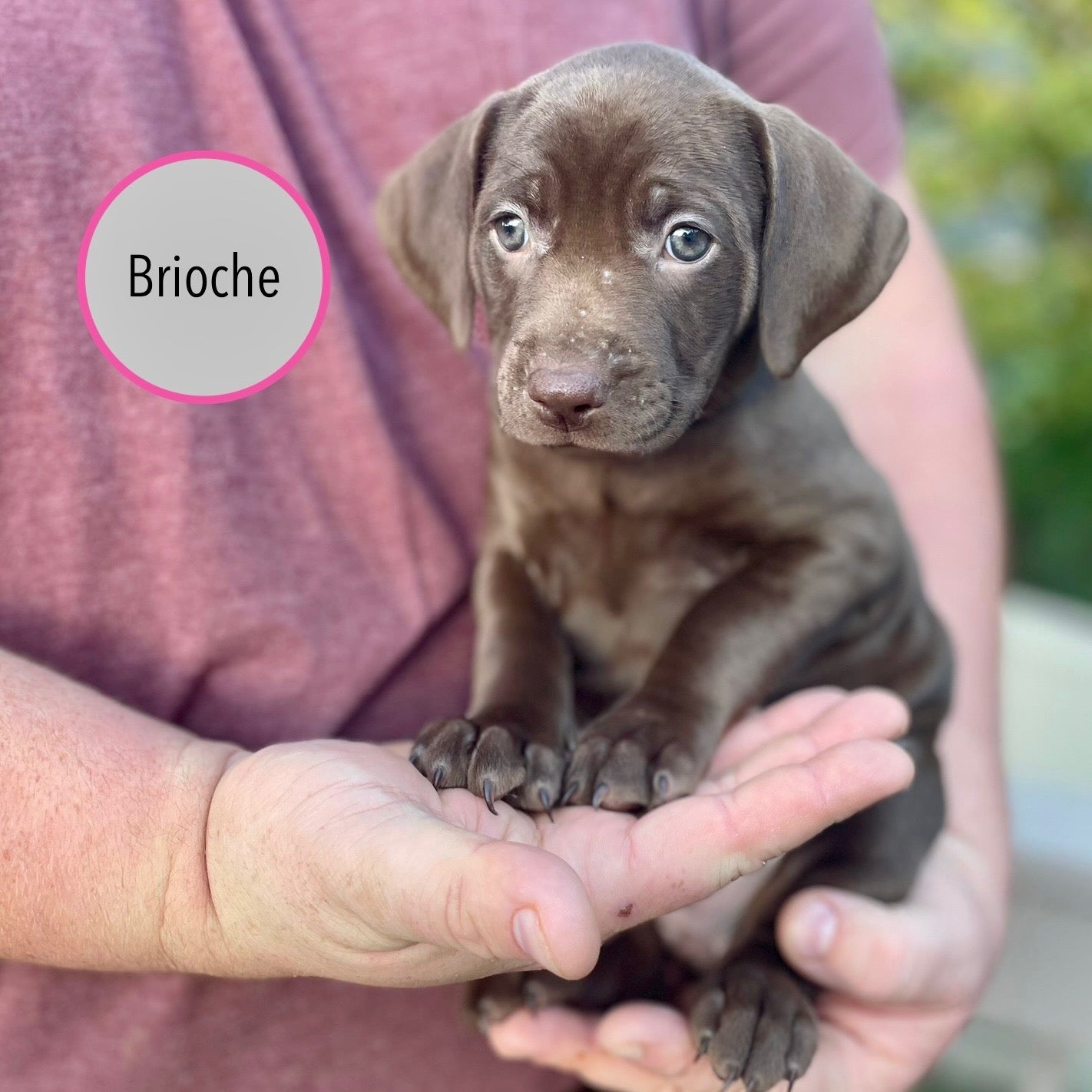 Pastry Puppies: Brioche