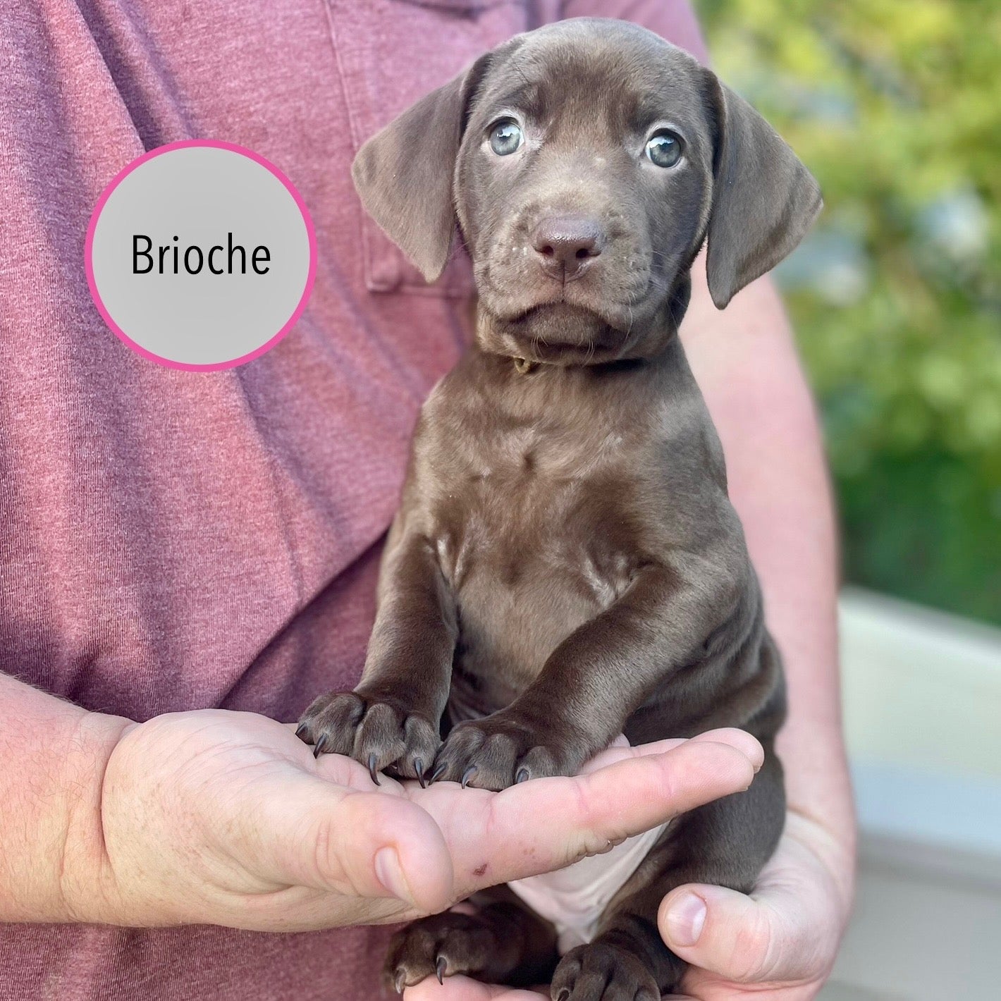 Pastry Puppies: Brioche