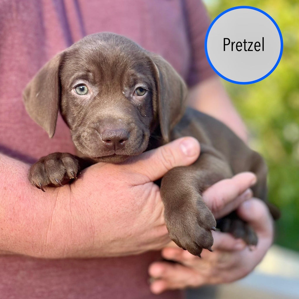 Pastry Puppies: Pretzel