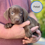 Pastry Puppies: Pretzel