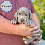 Pastry Puppies: Croissant