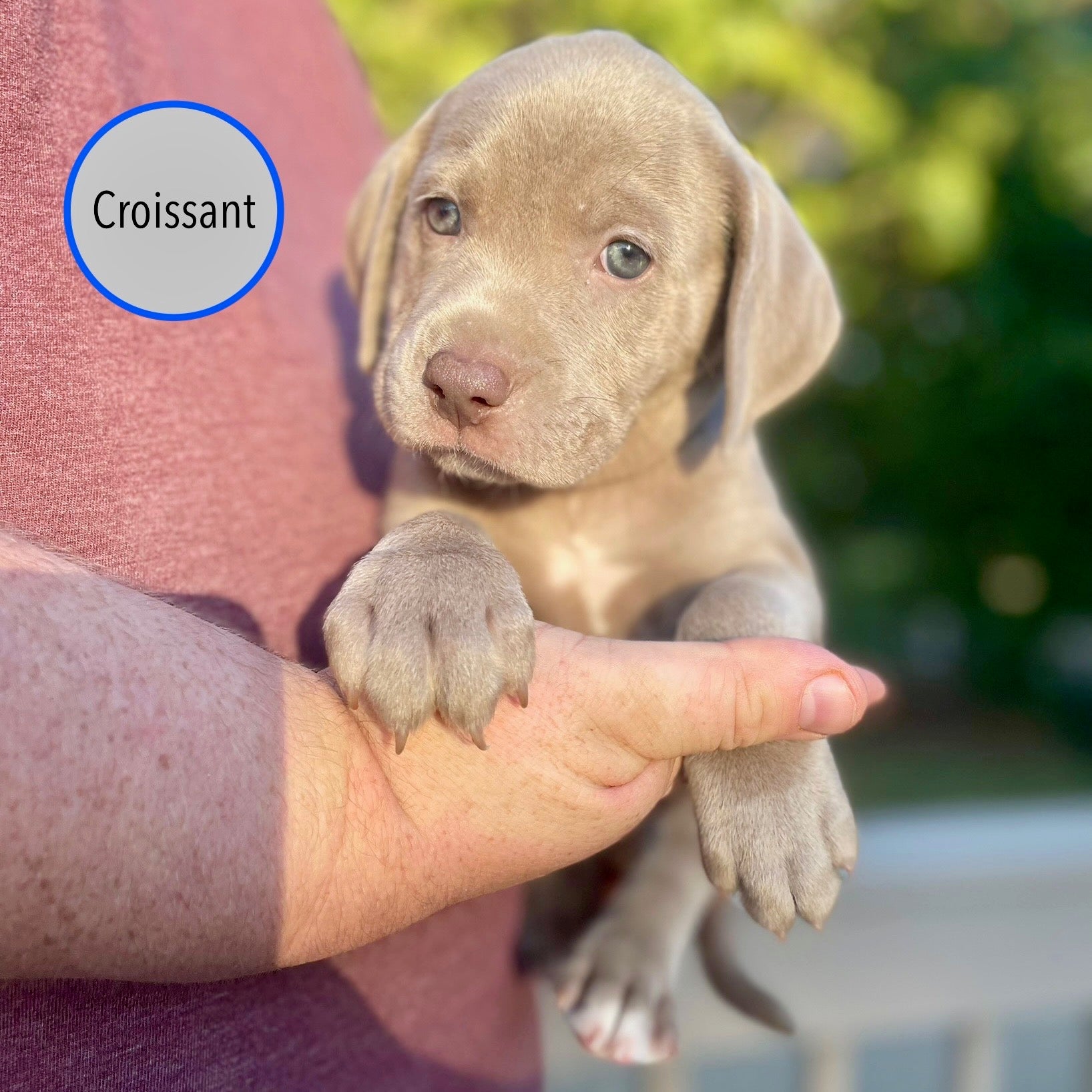 Pastry Puppies: Croissant