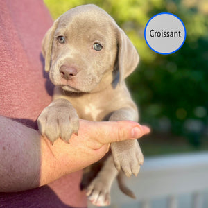 Pastry Puppies: Croissant