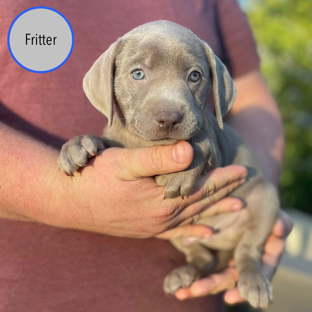 Pastry Puppies: Fritter