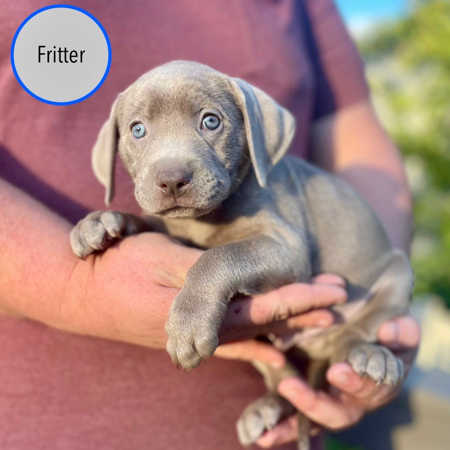 Pastry Puppies: Fritter