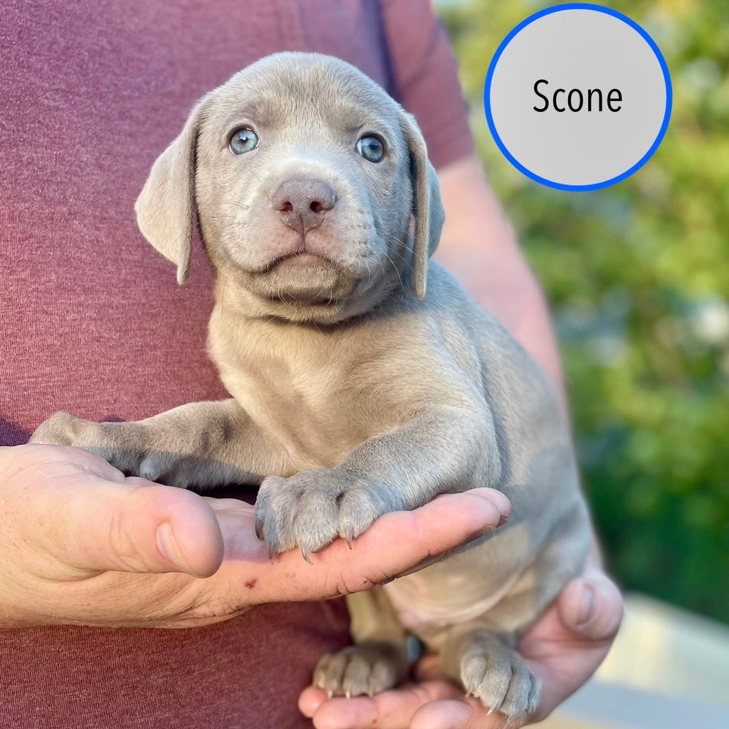 Pastry Puppies: Scone