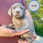 Pastry Puppies: Scone