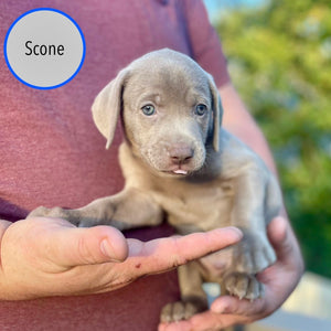 Pastry Puppies: Scone